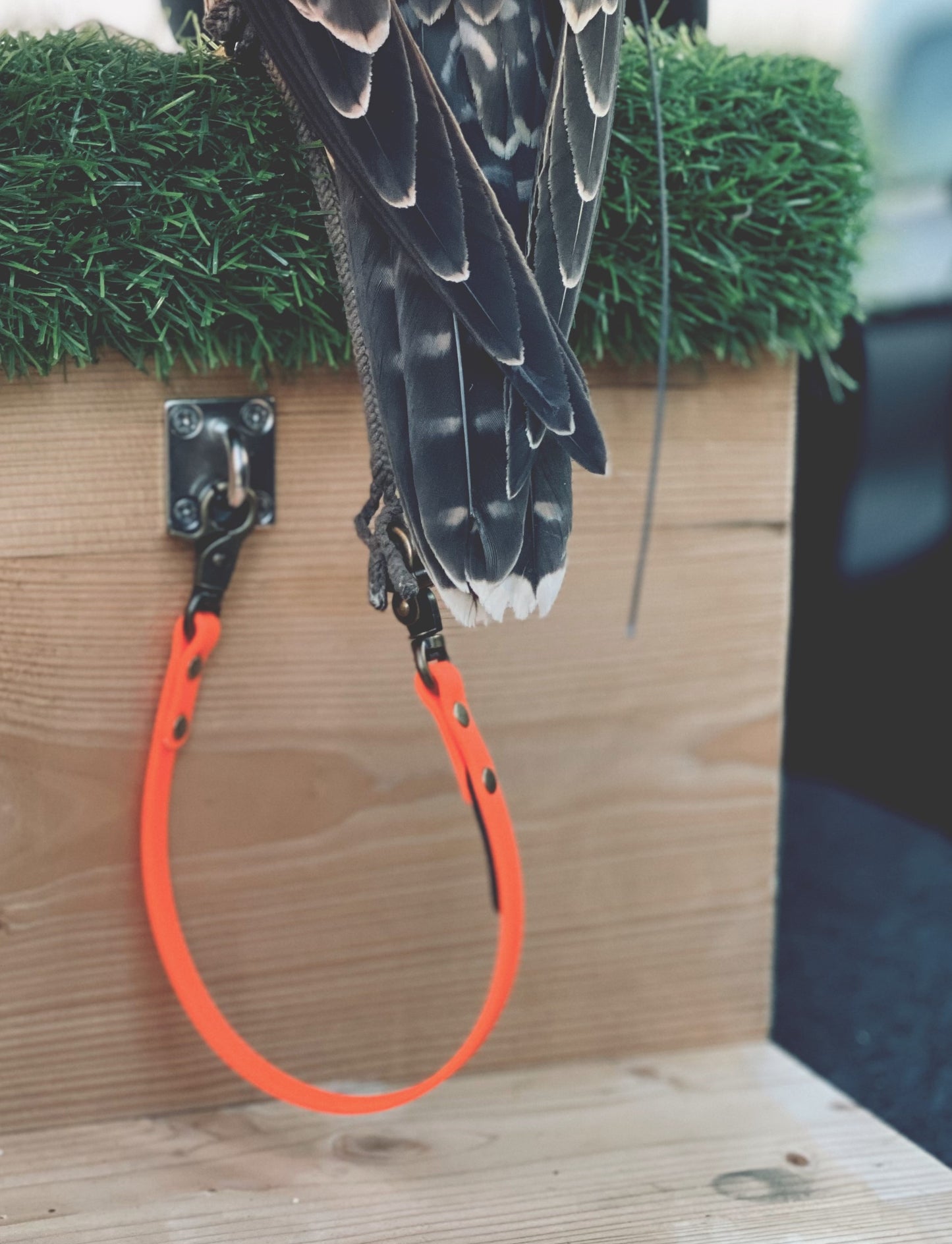 Safety Leash (Short)