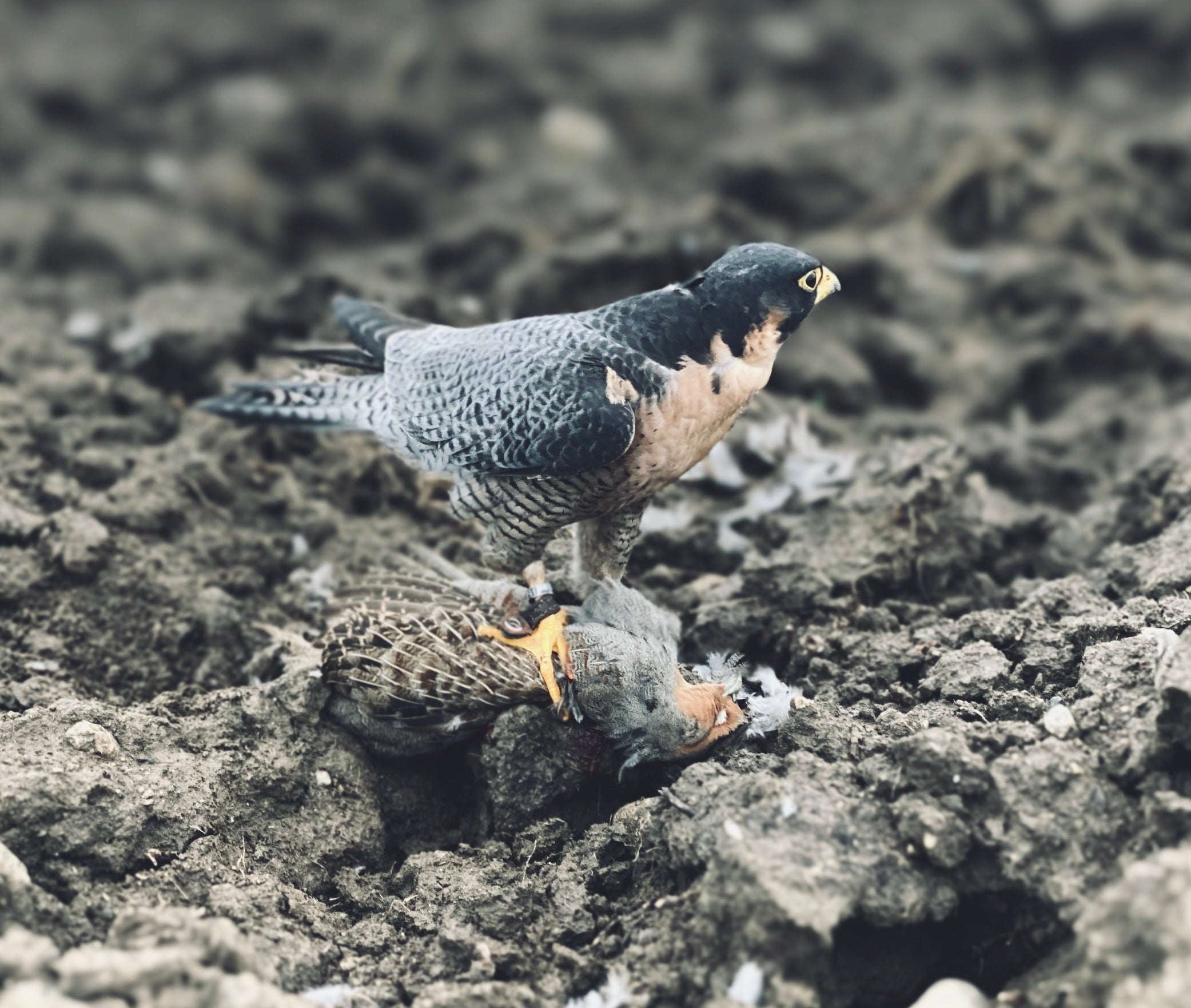 A peregrine falcon standing on muddy ground while hunting a partridge, with the bird's body visible beneath its feet.